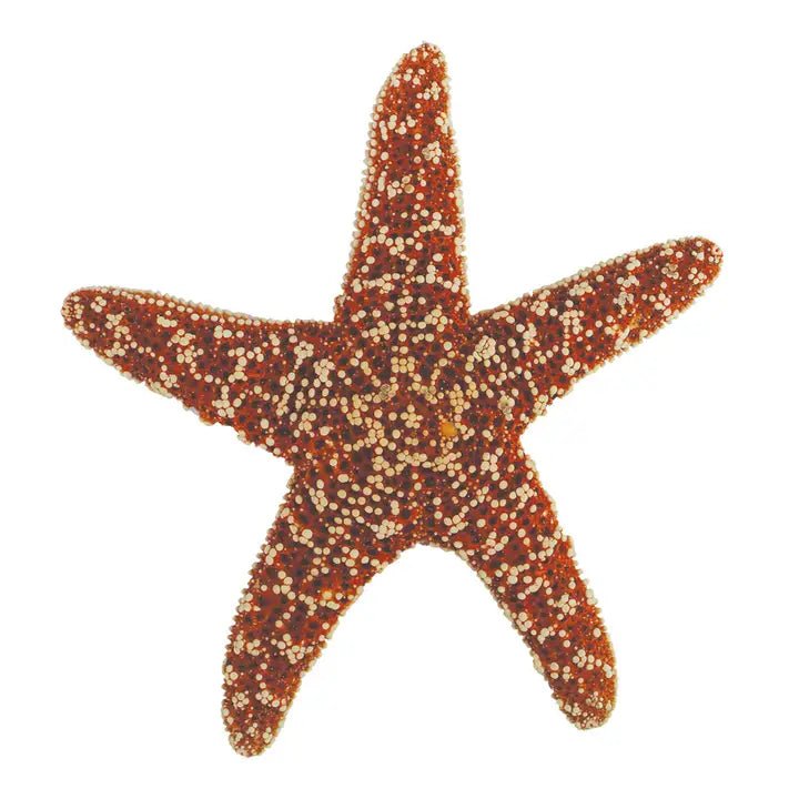 Shells - Large Sugar Starfish 6-7"