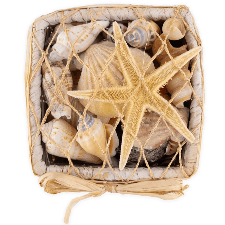 Basket - White Square Shell Basket