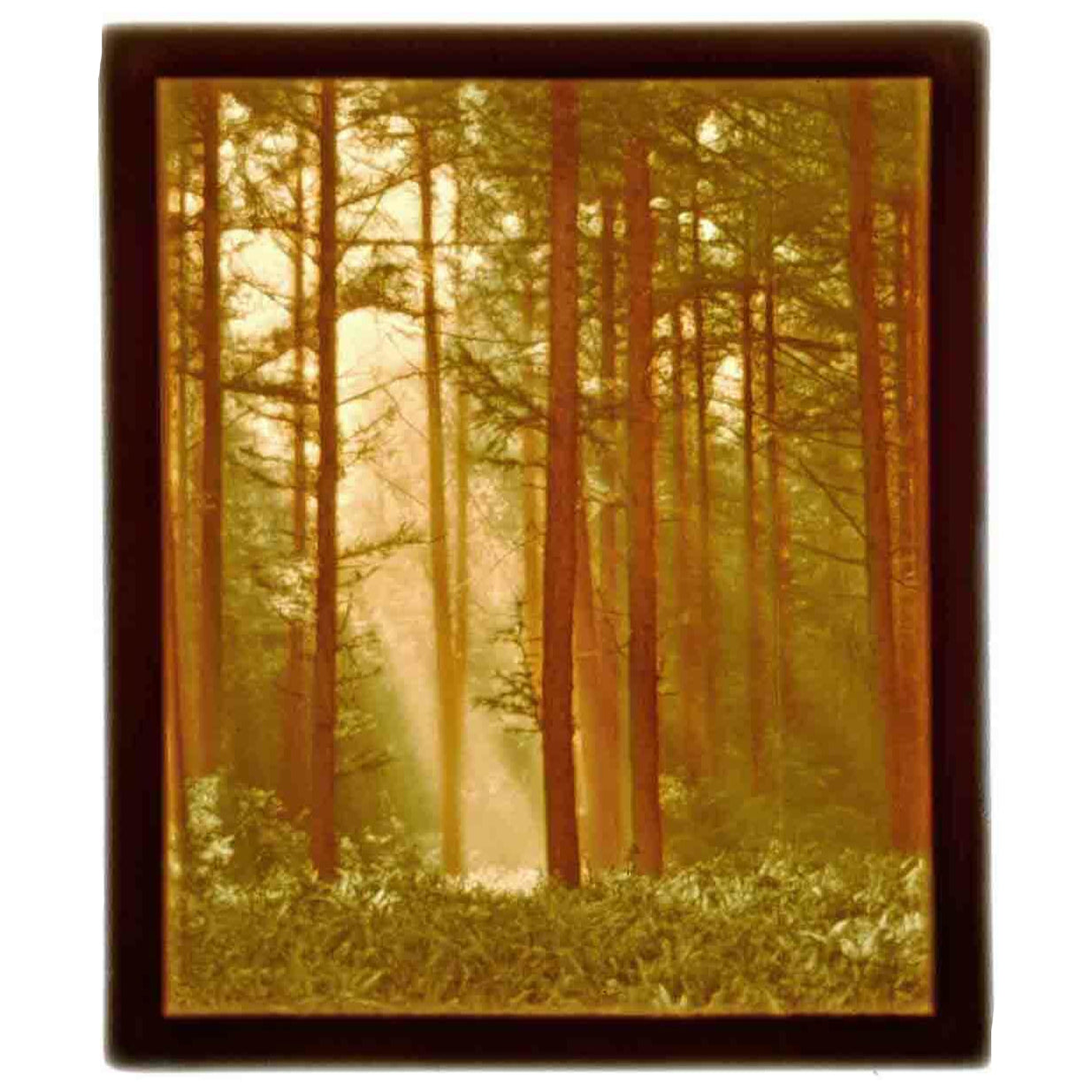 Night Light - Porcelain - Colorful Woodland Sunbeams #2