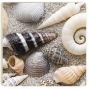 Coaster COA0615 - Sea Shells