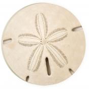 Car Coaster CST0060 - Sand Dollar