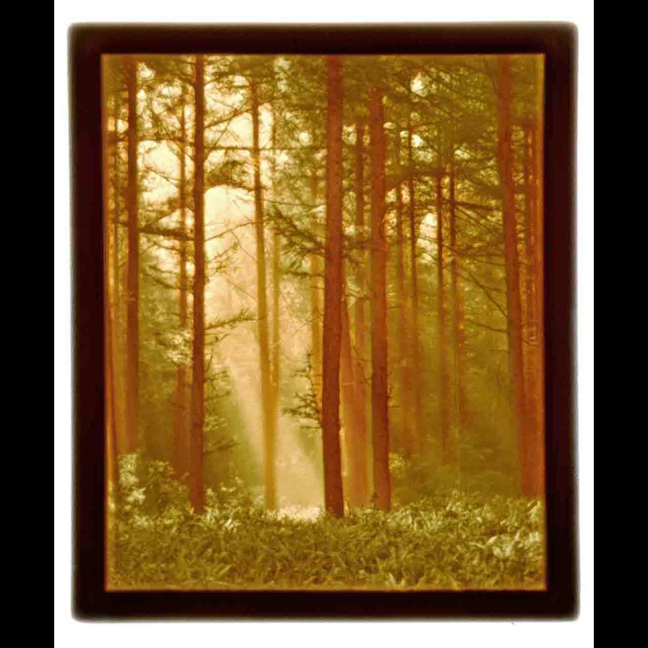 Night Light - Porcelain - Colorful Woodland Sunbeams #2